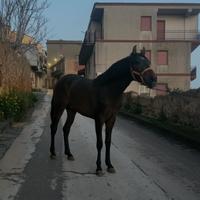 Cavallo Andaluso