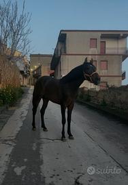 Cavallo Andaluso