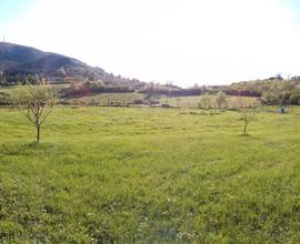 Terreno agricolo 5000m