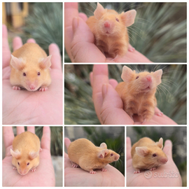 Topi da compagnia satinato