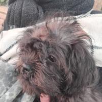 Cuccioli d'incrocio tra barboncino e griffoncino