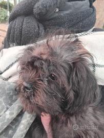 Cuccioli d'incrocio tra barboncino e griffoncino