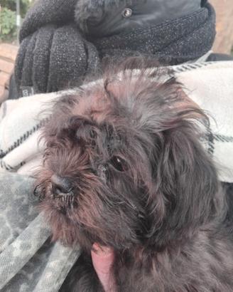 Cuccioli d'incrocio tra barboncino e griffoncino