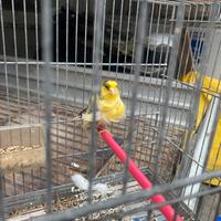 Canarina femmina arricciata del nord