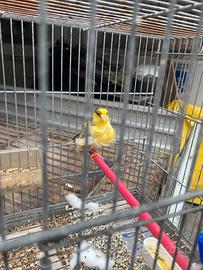 Canarina femmina arricciata del nord