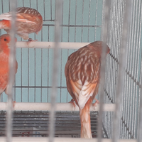 Canarini phaeo rosso mosaico