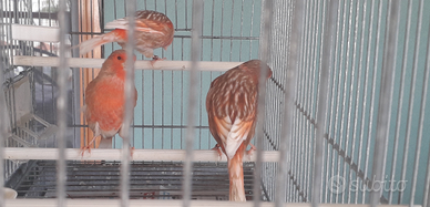 Canarini phaeo rosso mosaico