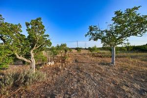 Terreno agricolo a Putignano
