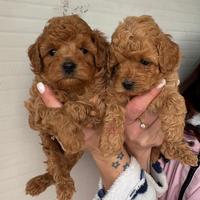 Barboncino toy Maschi