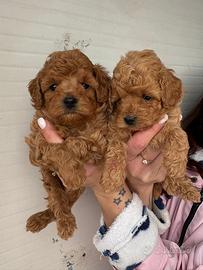 Barboncino toy Maschi