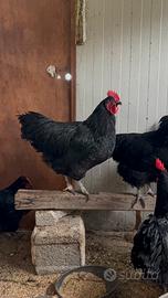 Galli Australorp