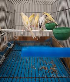 Canarini Novelli febbraio 2026