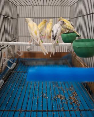 Canarini Novelli febbraio 2026