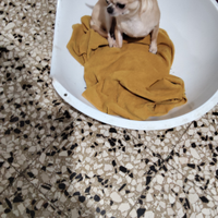 Vbg chihuahua mini Toy femmina