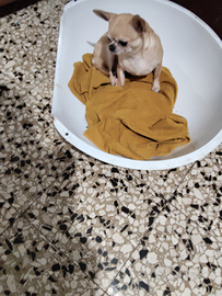 Vbg chihuahua mini Toy femmina