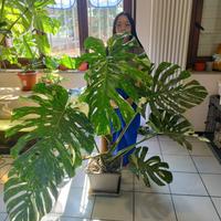 Monstera thai constellation