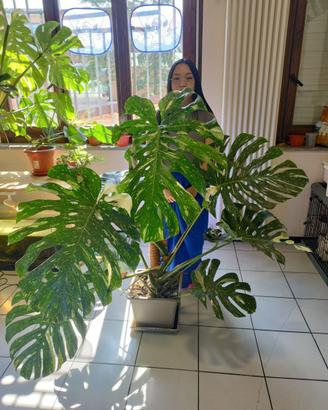 Monstera thai constellation