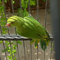 Parrocchetti dal.collare verdi