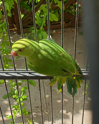 Parrocchetti dal.collare verdi