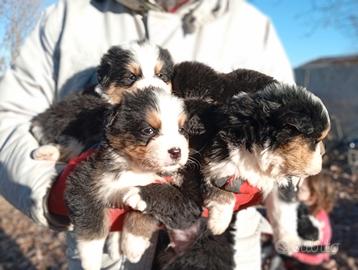 Cuccioli incrocio bovaro / border collie