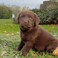 Labrador retriever chocolate cuccioli