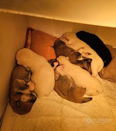 Cuccioli di Shiba Inu