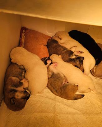 Cuccioli di Shiba Inu