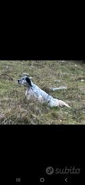 Cuccioli di setter inglese