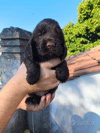 Cuccioli Cocker Spaniel Inglese