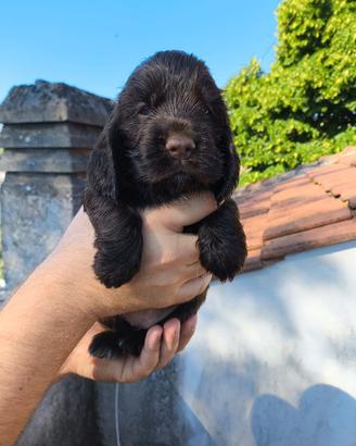 Cuccioli Cocker Spaniel Inglese