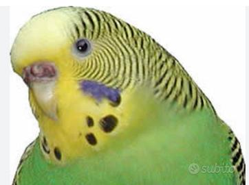 Cocorite femmine