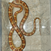 Serpenti del grano/guttate het palmetto,ghost