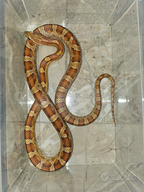 Serpenti del grano/guttate het palmetto,ghost