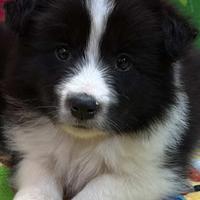 Border collie