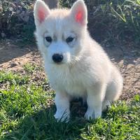 Magnifico cucciolo di Siberian Husky