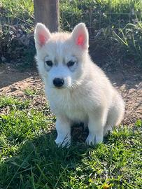 Magnifico cucciolo di Siberian Husky