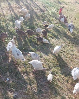 Tacchini