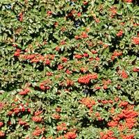 Piante di piracanta in vaso 7x7