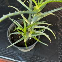 Pianta di Aloe arborescens