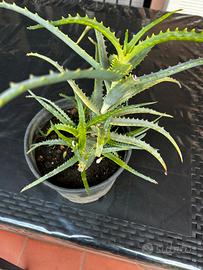 Pianta di Aloe arborescens
