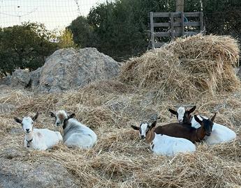 Gruppo di caprette tibetane