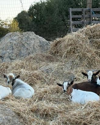 Gruppo di caprette tibetane