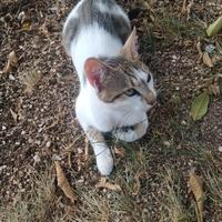 Splendido micio vaccinati