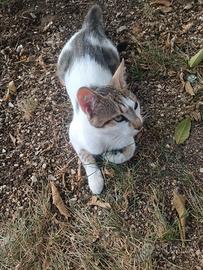 Splendido micio vaccinati