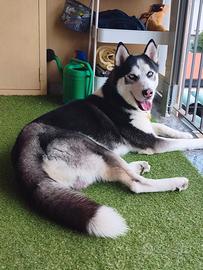 Husky disponibile per accoppiamento