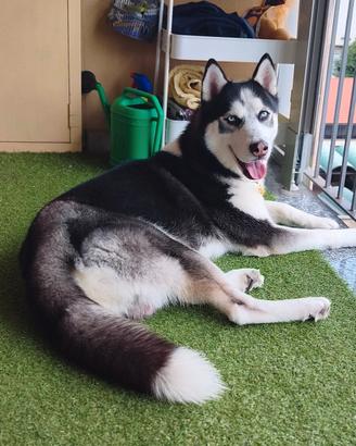 Husky disponibile per accoppiamento