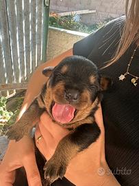 Cucciolo rottweiler