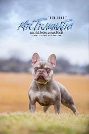 Bulldog francese per monta