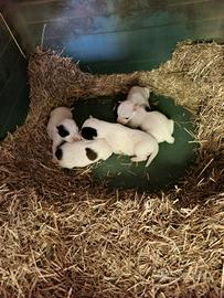 Cuccioli jack russell