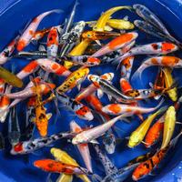 Carpe Koi Japan selezione Grado A pesci laghetto